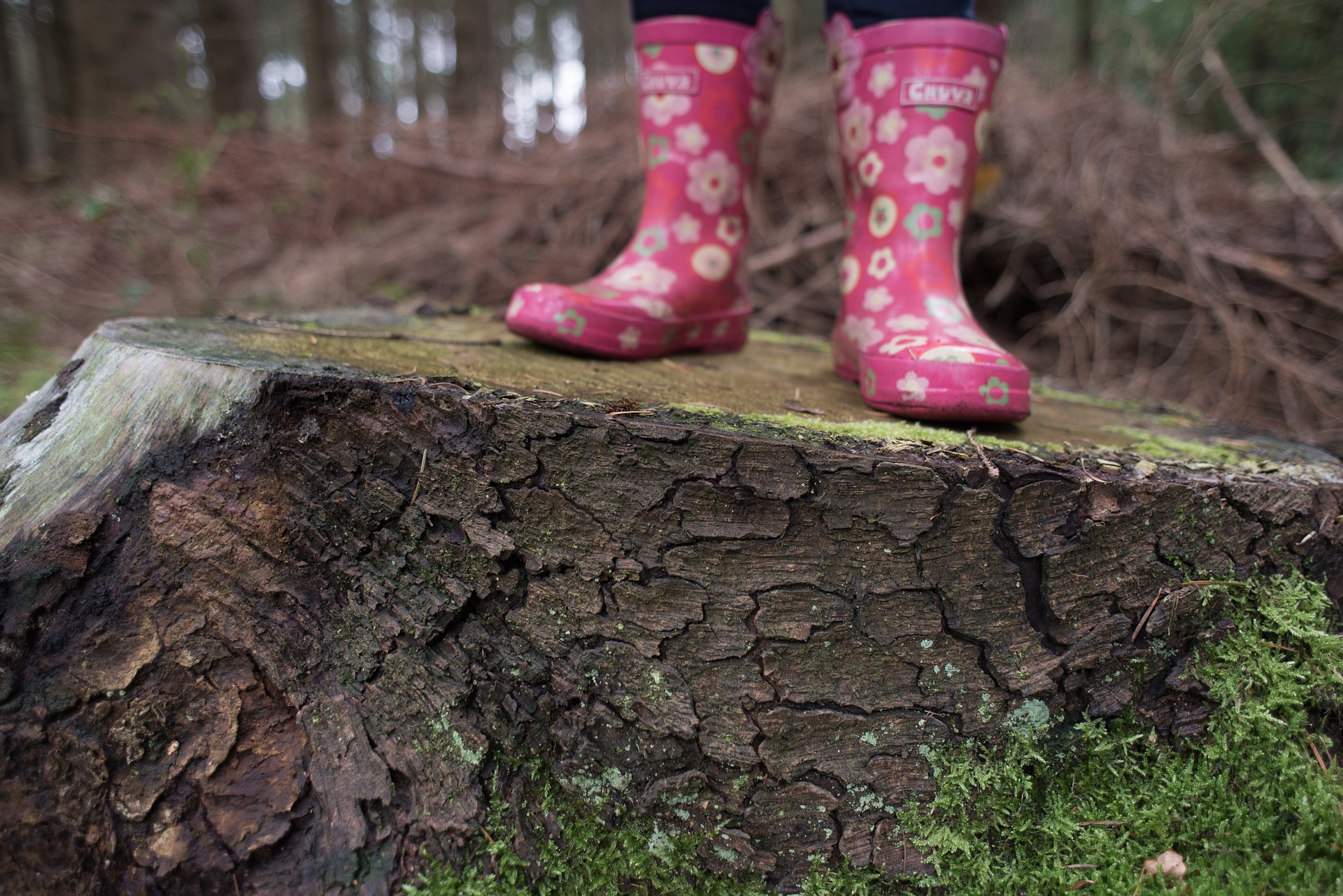 Wald trifft Schule