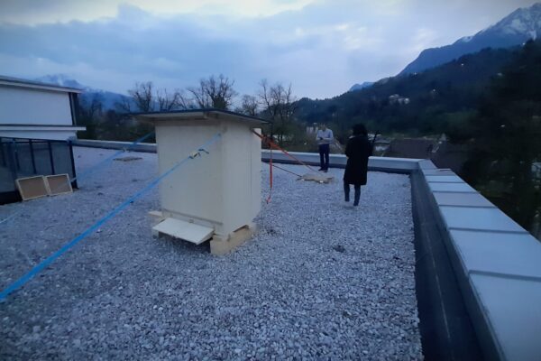 bienen-1-kbafep-innsbruck