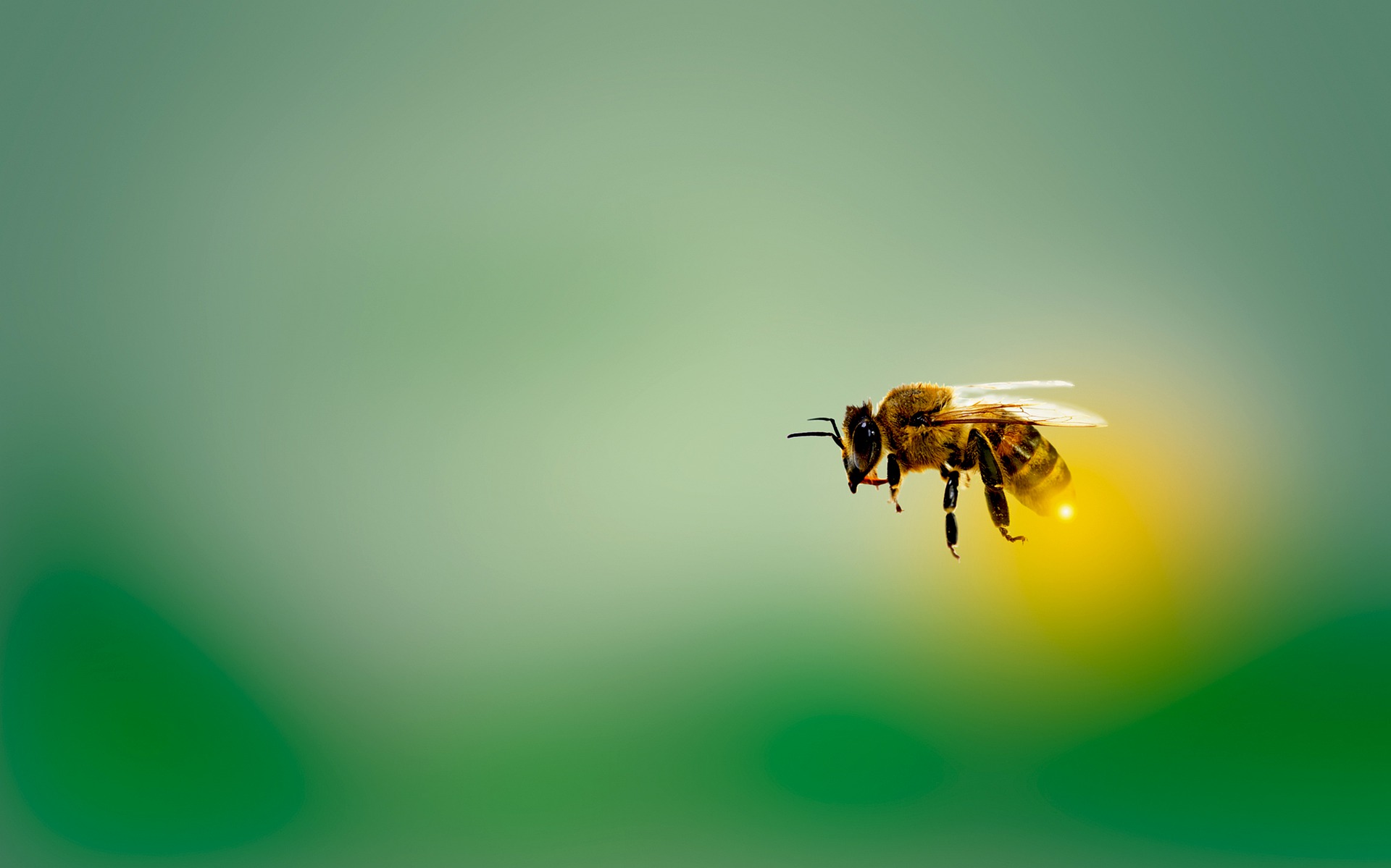 Bienenwatching…
